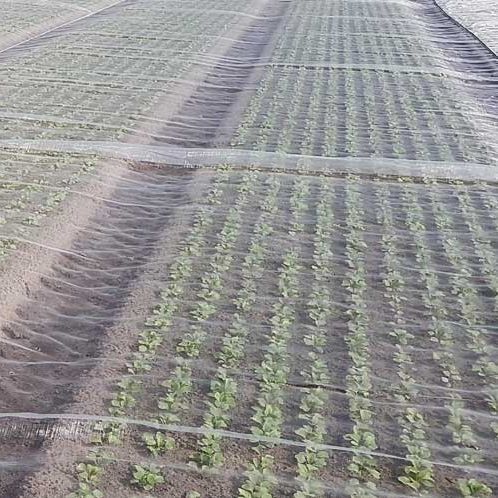 Hail net - GLAESERgrow - harvesting / HDPE / for crops