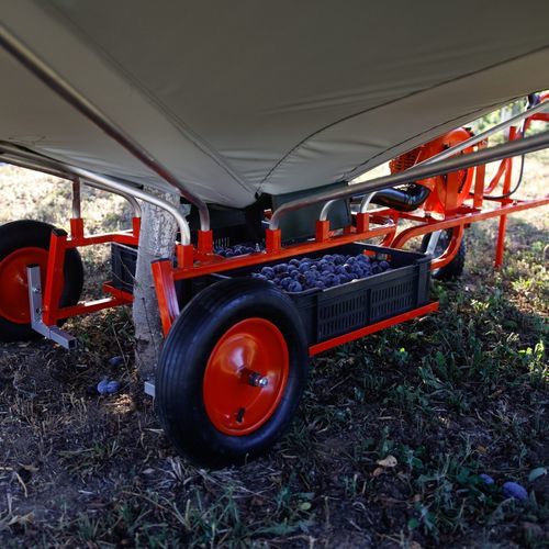 Harvester machine with leaf blower - 06C25 - HARVEST - AGRAS D.O.O. - olive / plum / for sour cherry
