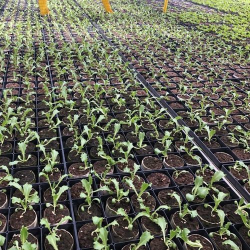 Paper pot paper - Fast - BCC FiberCell - cellulose fiber / biobased fiber / biodegradable