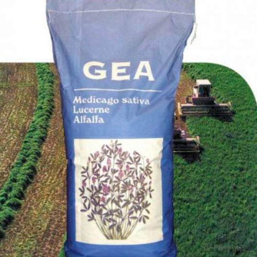 Alfalfa cover crop - GEA - AGROMUNDO