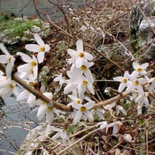 White flowers flowering shrub - ABDISTIC - BOWECO VOF