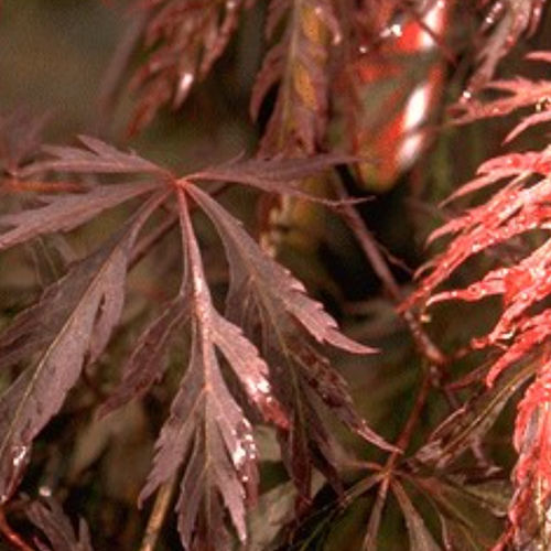 Deciduous tree - GARNET - BOWECO VOF