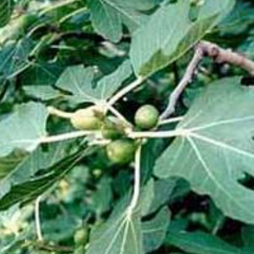 Fig tree - FICUS CARICA - BOWECO VOF