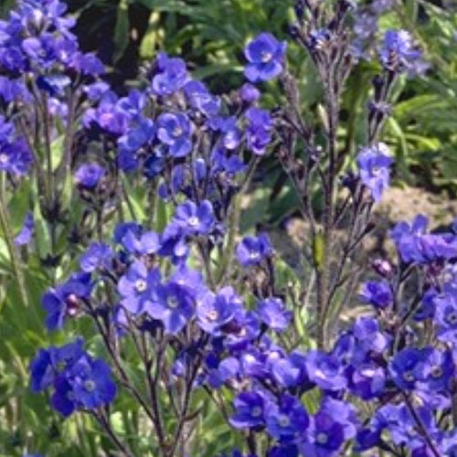 Perennial floral plant - LODDON ROYALIST - BOWECO VOF - blue / for flower beds / for garden