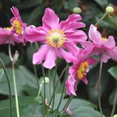 Perennial floral plant - PRINZ HEINRICH - BOWECO VOF - red / purple / for flower beds