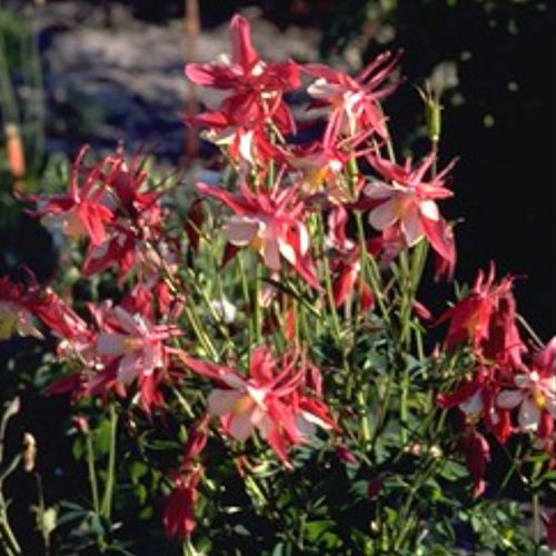 Perennial floral plant - CRIMSON STAR - BOWECO VOF - red / white / for flower beds
