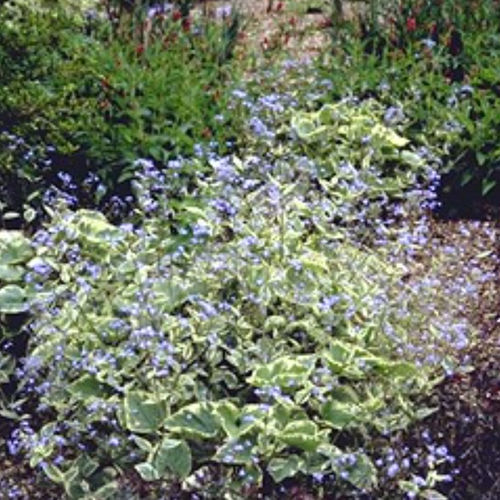 Perennial floral plant - HADSPEN CREAM - BOWECO VOF - blue / for garden / for pots