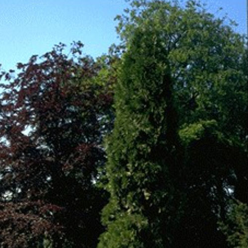 Coniferous tree - CADECURR - BOWECO VOF