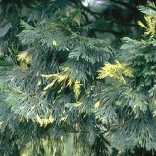Coniferous tree - AUREOVARIEGATA - BOWECO VOF