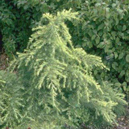 Coniferous tree - GOLDEN HORIZON - BOWECO VOF