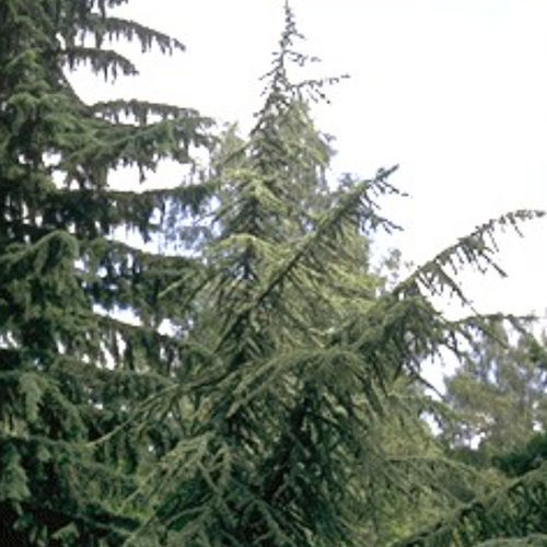 Coniferous tree - ATLANTICA AUREA - BOWECO VOF