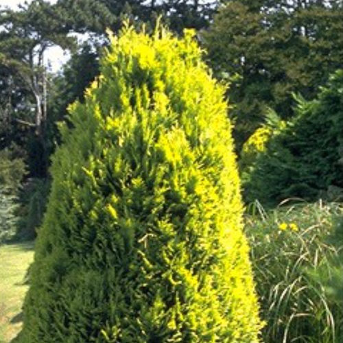 Coniferous tree - ELLWOOD'S GOLD - BOWECO VOF