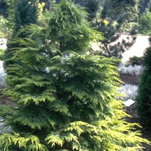 Coniferous tree - LANE - BOWECO VOF