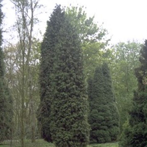 Coniferous tree - AUREA - BOWECO VOF