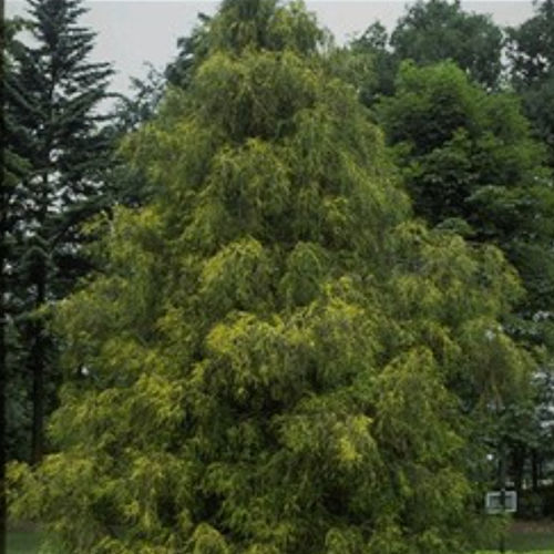 Coniferous tree - FILIFERA AUREA - BOWECO VOF