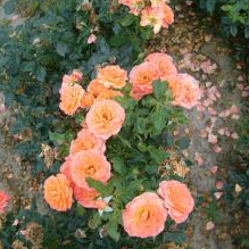 Orange flowers flowering shrub - BETTY HARKNESS® - BOWECO VOF