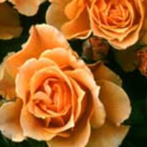 Yellow flowers flowering shrub - EASY GOING® - BOWECO VOF - orange flowers