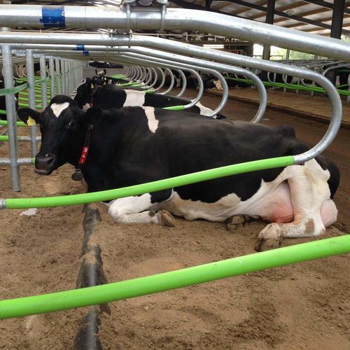 Plastic cow cubicle - Cowcoon series - Wilson Agri - flexible / Cattle Welfare / Cow Comfort