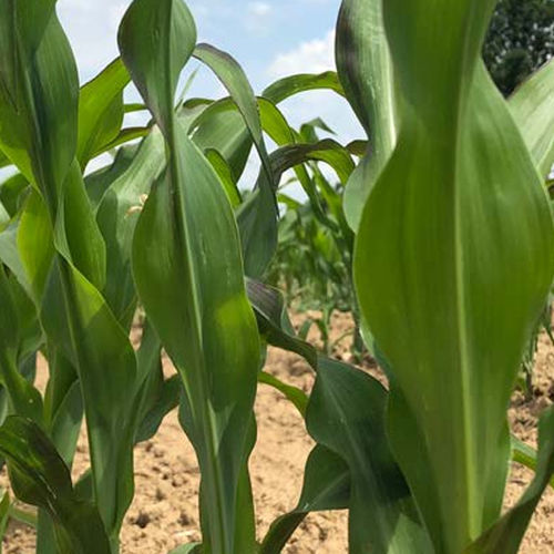 Silage corn seed - BRV1121A - Brevant - hybrid