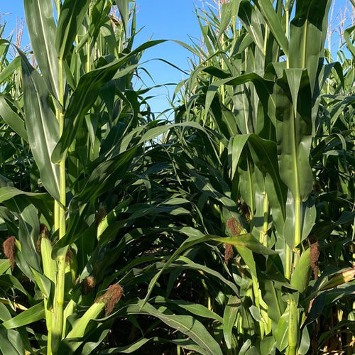 Grain corn seed - BRV2022B - Brevant - silage / hybrid