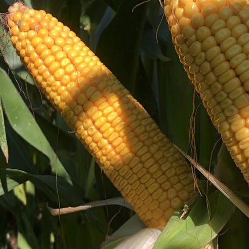 Grain corn seed - BRV1586D - Brevant - combination / silage / hybrid