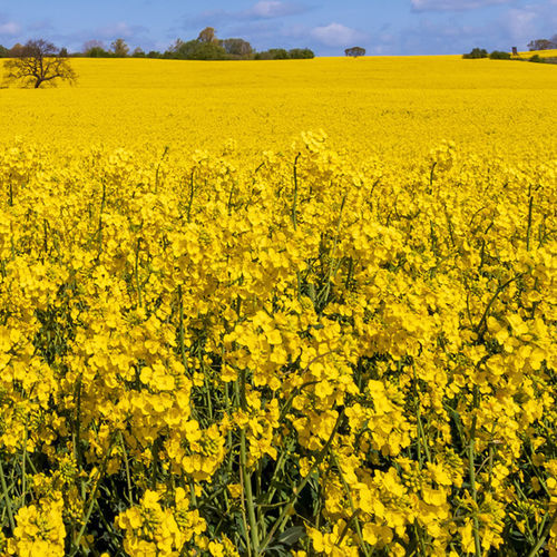 Early rape seed - BRV714 - Brevant - winter / phoma resistant / resistant to lodging
