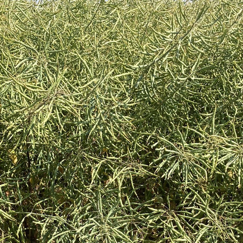 Medium early rape seed - BRV722 - Brevant - winter / sclerotinia resistant / phoma resistant