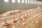 poultry hopper feeder