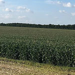 very early corn seed