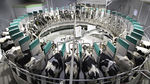 cow milking parlour