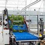 aquaponic plant harvester