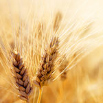 winter barley seed