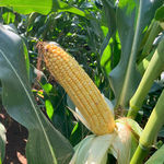 grain corn seed