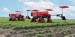 potato sorter