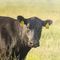 cattle ear tagSCR Europe Srl