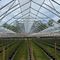 multi-tunnel greenhouseTotal VentHaygrove Inc