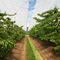 greenhouse filmArmando Alvarez Group