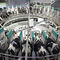 cow milking parlourDairyProQGEA