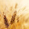 winter barley seedOdysseyLimagraincerealseeds
