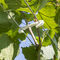 vineyard fence stapleSGR135PLALaCruz S.r.l.