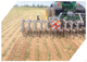 tractor-mounted row crop cultivator / weeding