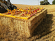 rectangular bale loader