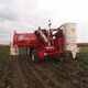 carrot harvester machine / celery / towed / 1-row