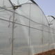 multi span greenhouse / commercial production / plastic / with gutter