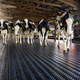 rubber floor mat / for cow breeding / non-slip / hygienic