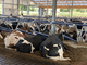 Cow Cubicle free stall / Deep Bedding Stall / Dairy Farm Housing / Freestall System