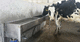 cattle trough / stainless steel / floor-mounted / wall-mounted