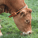 neck collar / electronic / identification / for cows