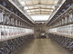 cow milking parlour / parallel / rapid exit