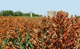 medium early sorghum seed / grain / suitable for dry areas